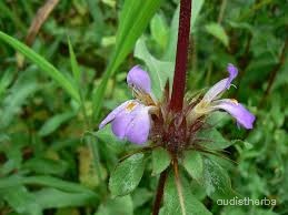 Asteracantha longifolia flower1.jpg